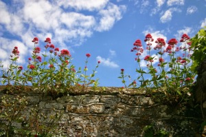 Red Valerian growing on top of a wall
